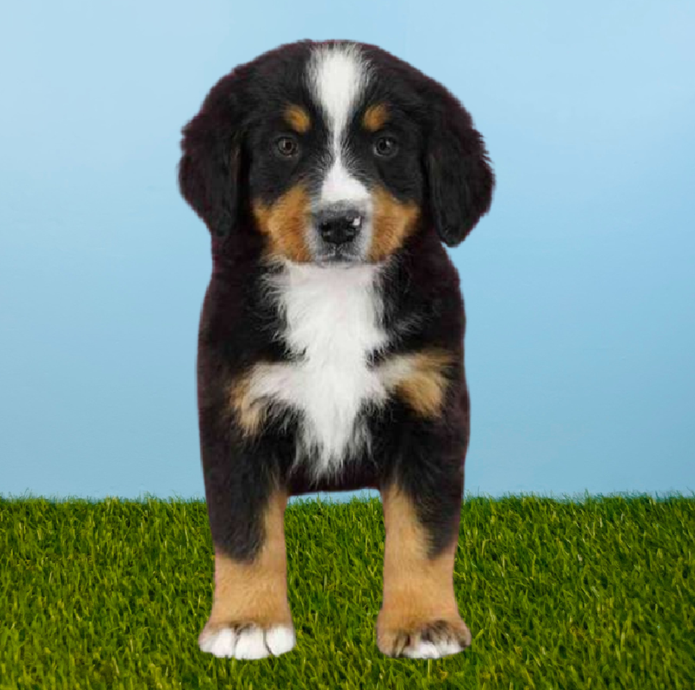 Female Bernese Mountain Dog Puppy for Sale in Pasadena, TX