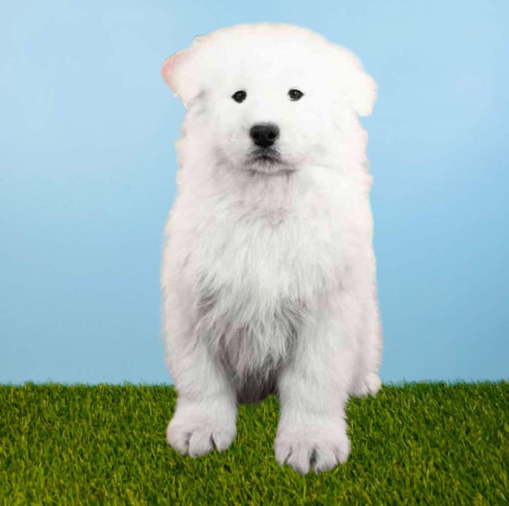 Female Samoyed Puppy for Sale in Tolleson, AZ