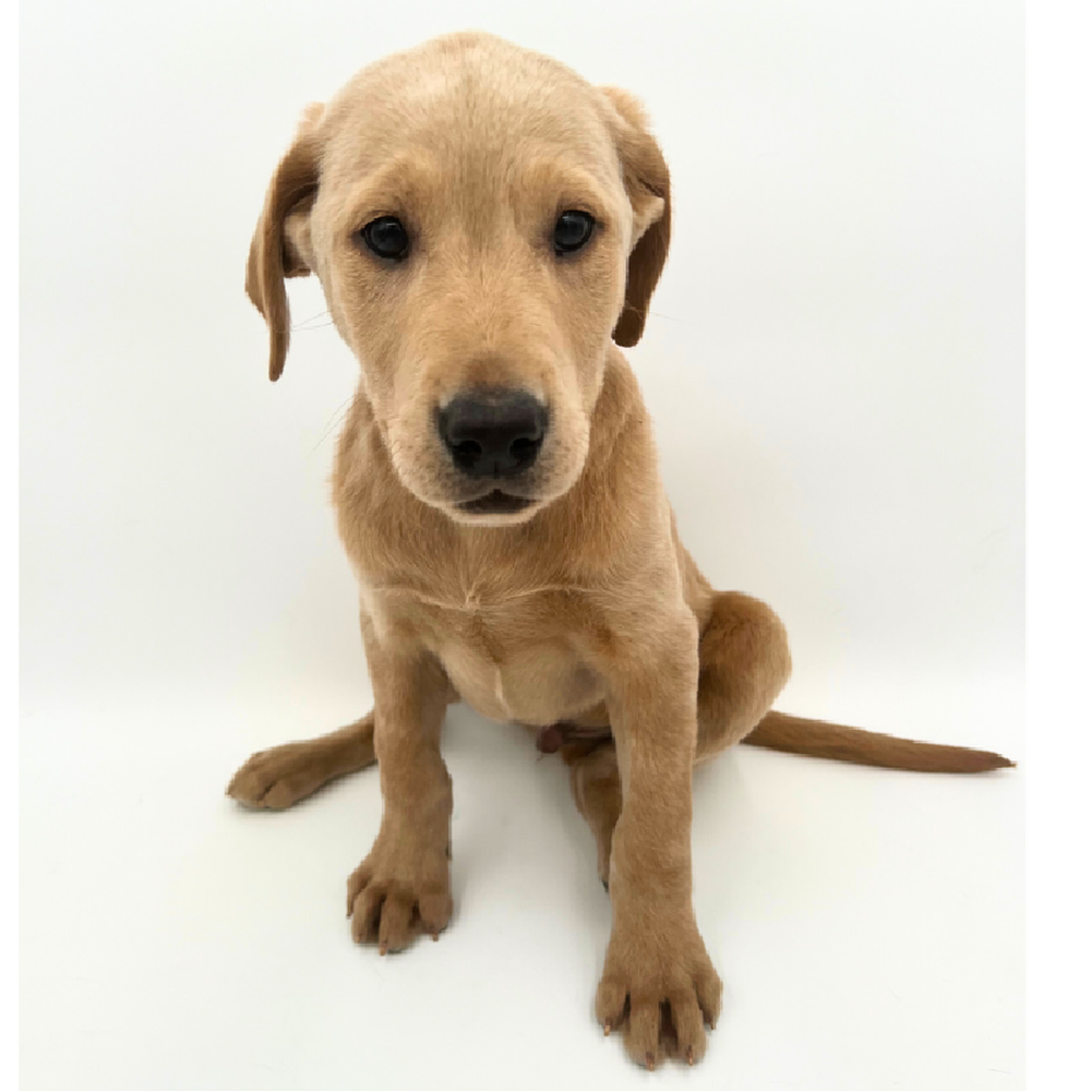 Male Labrador Retriever Puppy for Sale in Marietta, GA