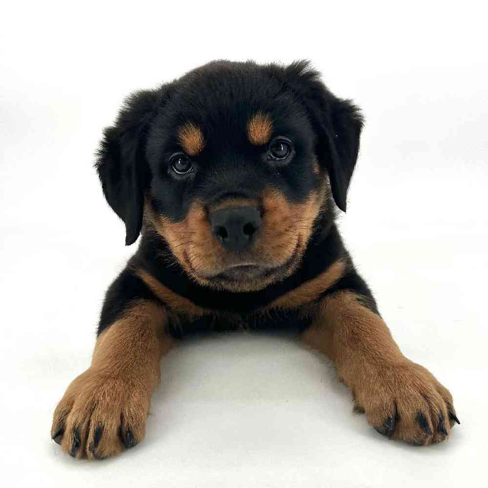 Male Rottweiler Puppy for Sale in Tolleson, AZ
