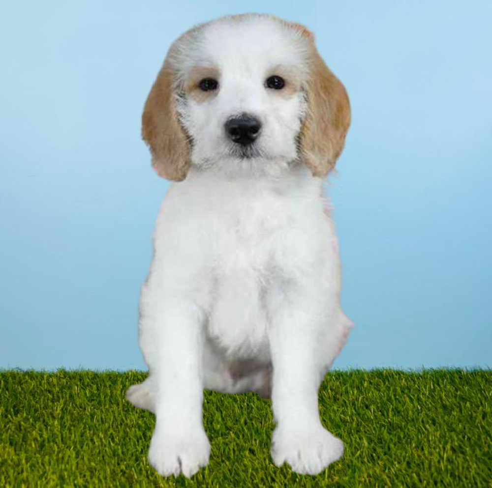 Male Poodle/Beagle Puppy for sale