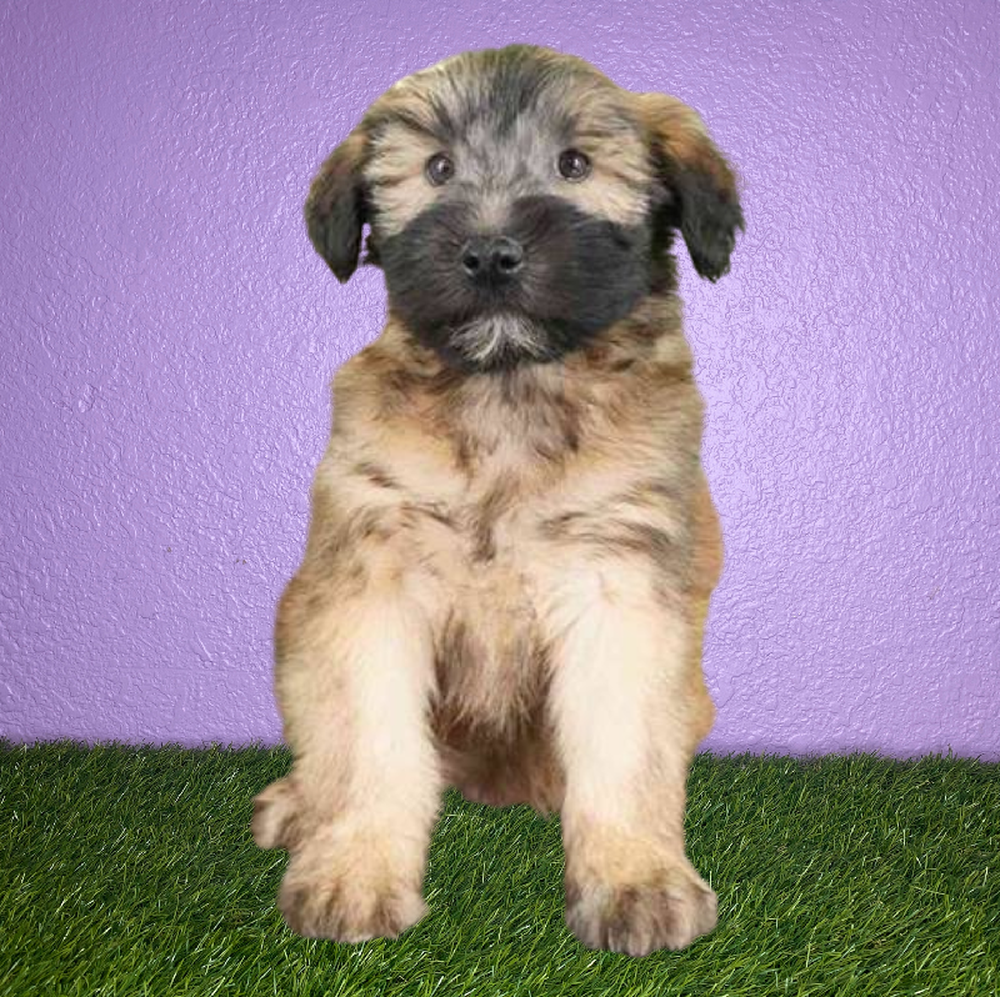 Female Soft Coated Wheaten Terrier Puppy for Sale in New Braunfels, TX