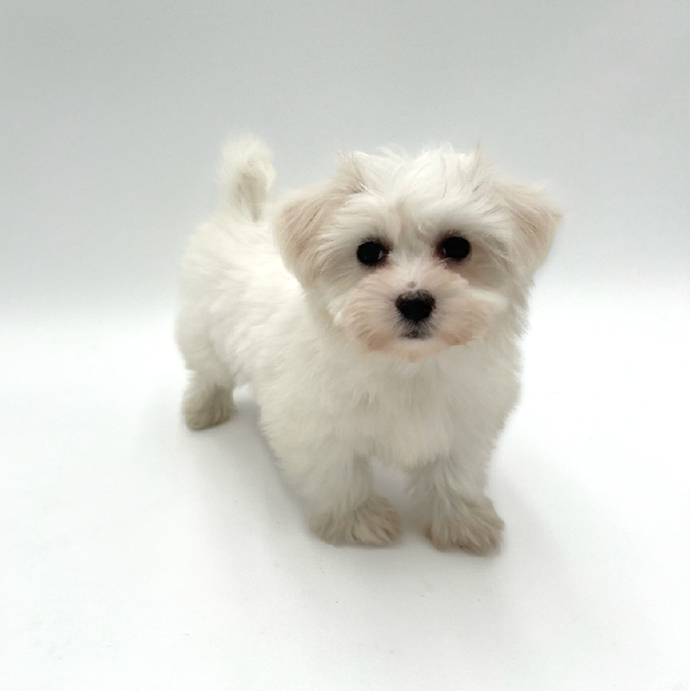Female Coton De Tulear Puppy for Sale in San Antonio, TX