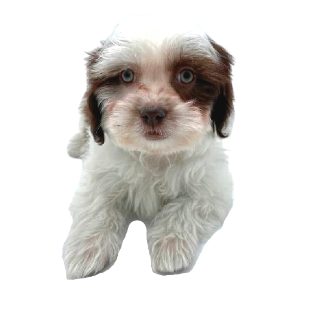 Male Shizapoo Puppy for Sale in Puyallup, WA