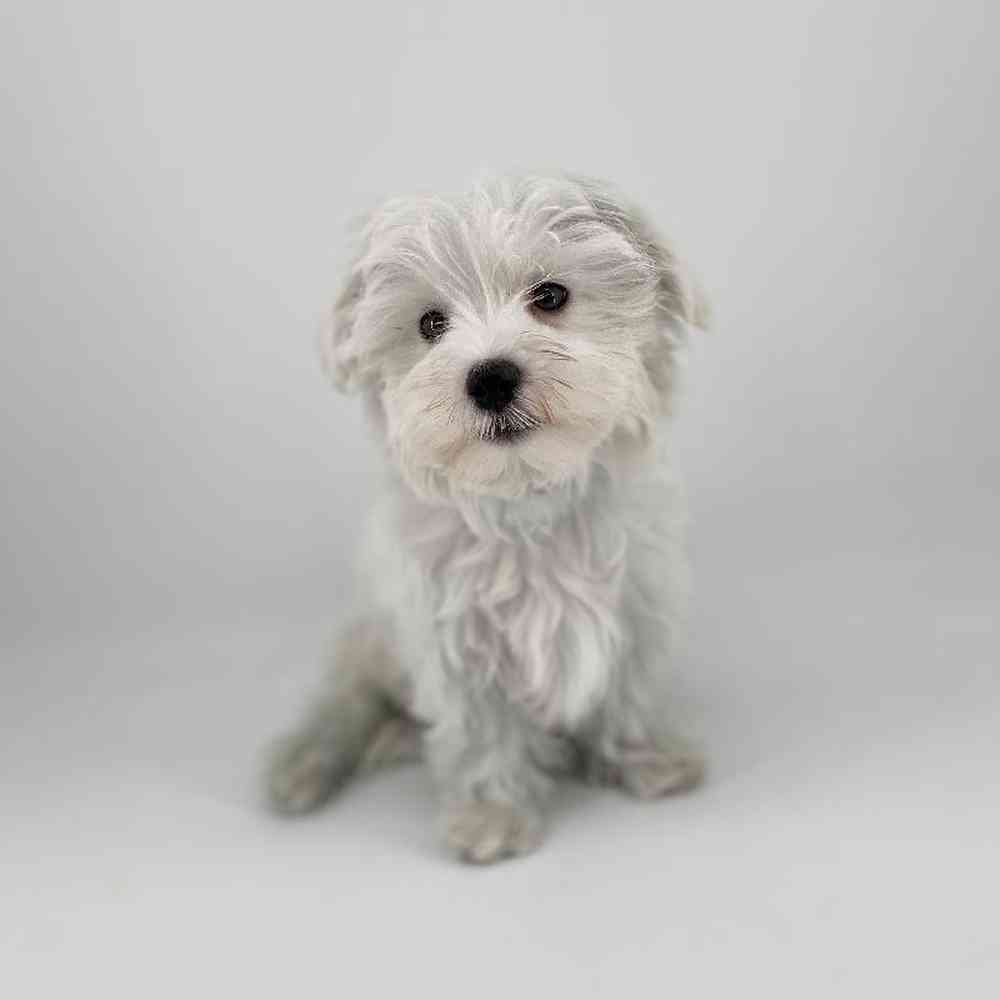 Male Maltese Puppy for Sale in Meridian, ID