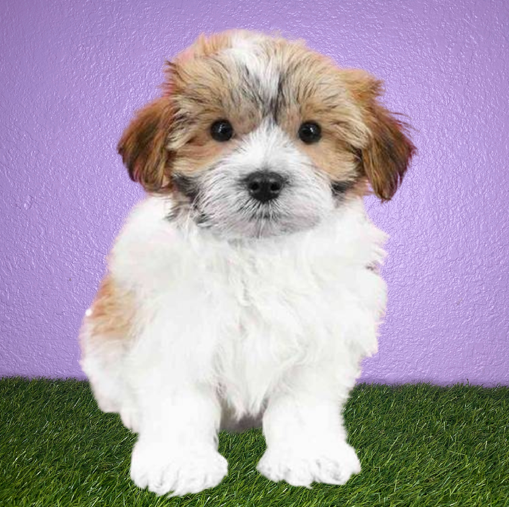 Female Yochon Puppy for Sale in New Braunfels, TX