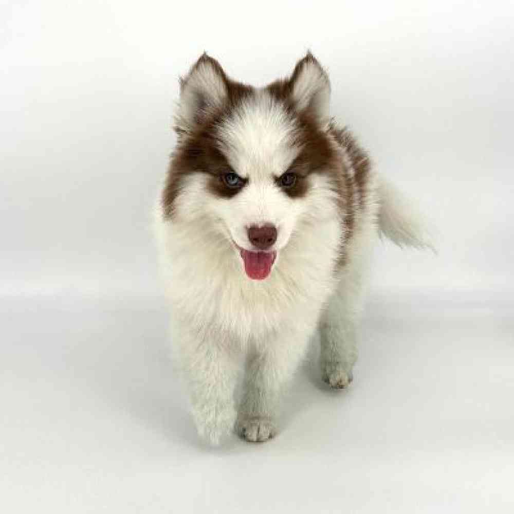 Male Pomsky Puppy for Sale in Tolleson, AZ
