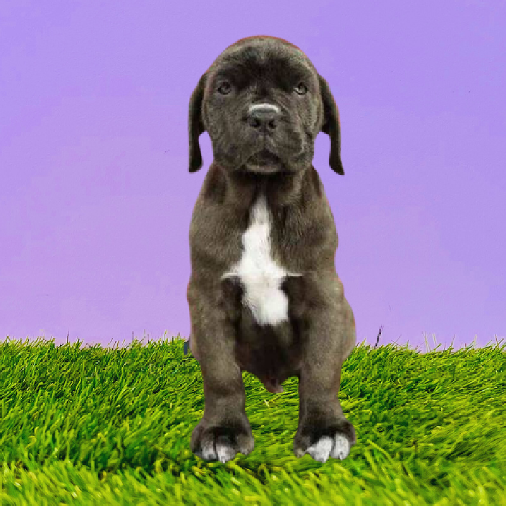 Male Neopolitan Mastiff Puppy for Sale in Marietta, GA