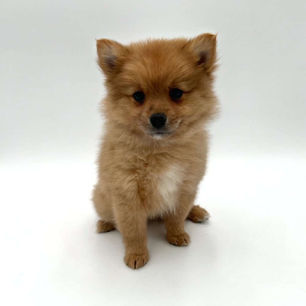 Female Pomeranian Puppy for Sale in San Antonio, TX