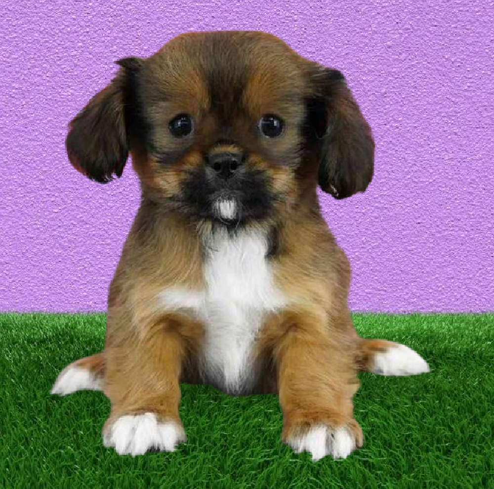 Male PekaLier Puppy for Sale in Puyallup, WA