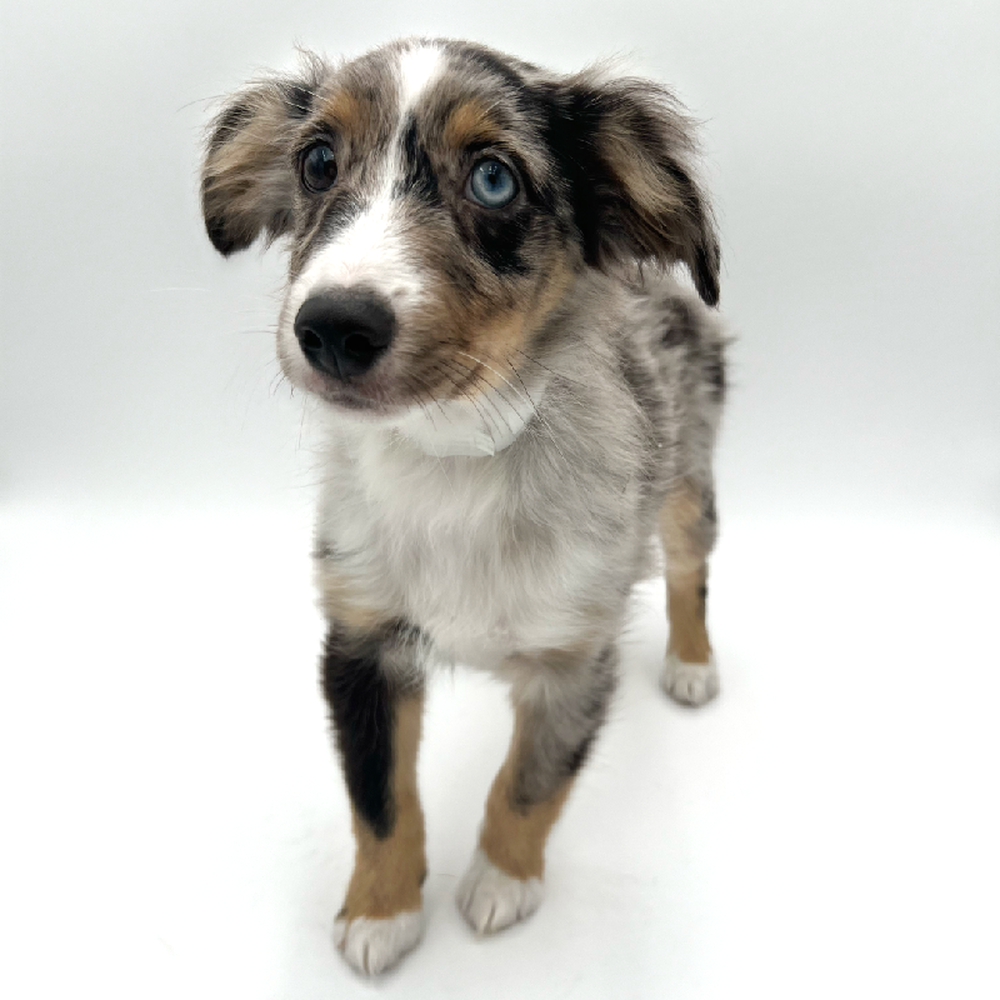 Male Mini Australian Shepherd Puppy for Sale in San Antonio, TX