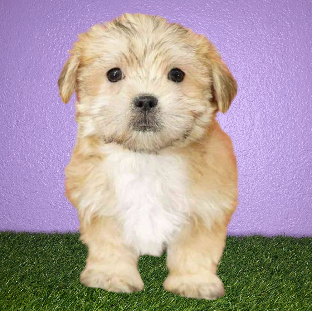 Male Morkie Puppy for Sale in New Braunfels, TX