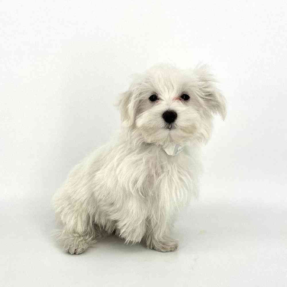Male Maltese Puppy for Sale in Tolleson, AZ