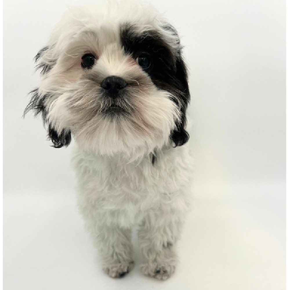 Male Malshi Puppy for Sale in Marietta, GA