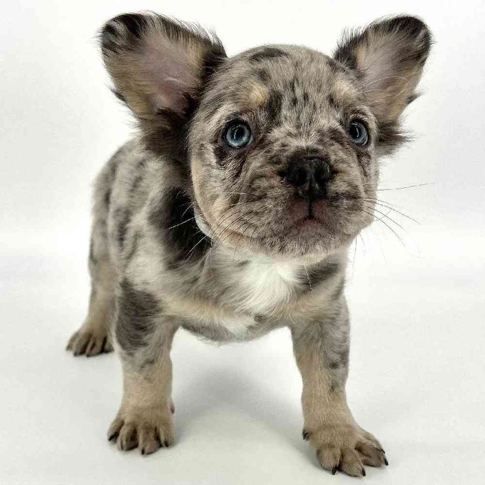 Male French Bulldog Puppy for Sale in Tolleson, AZ