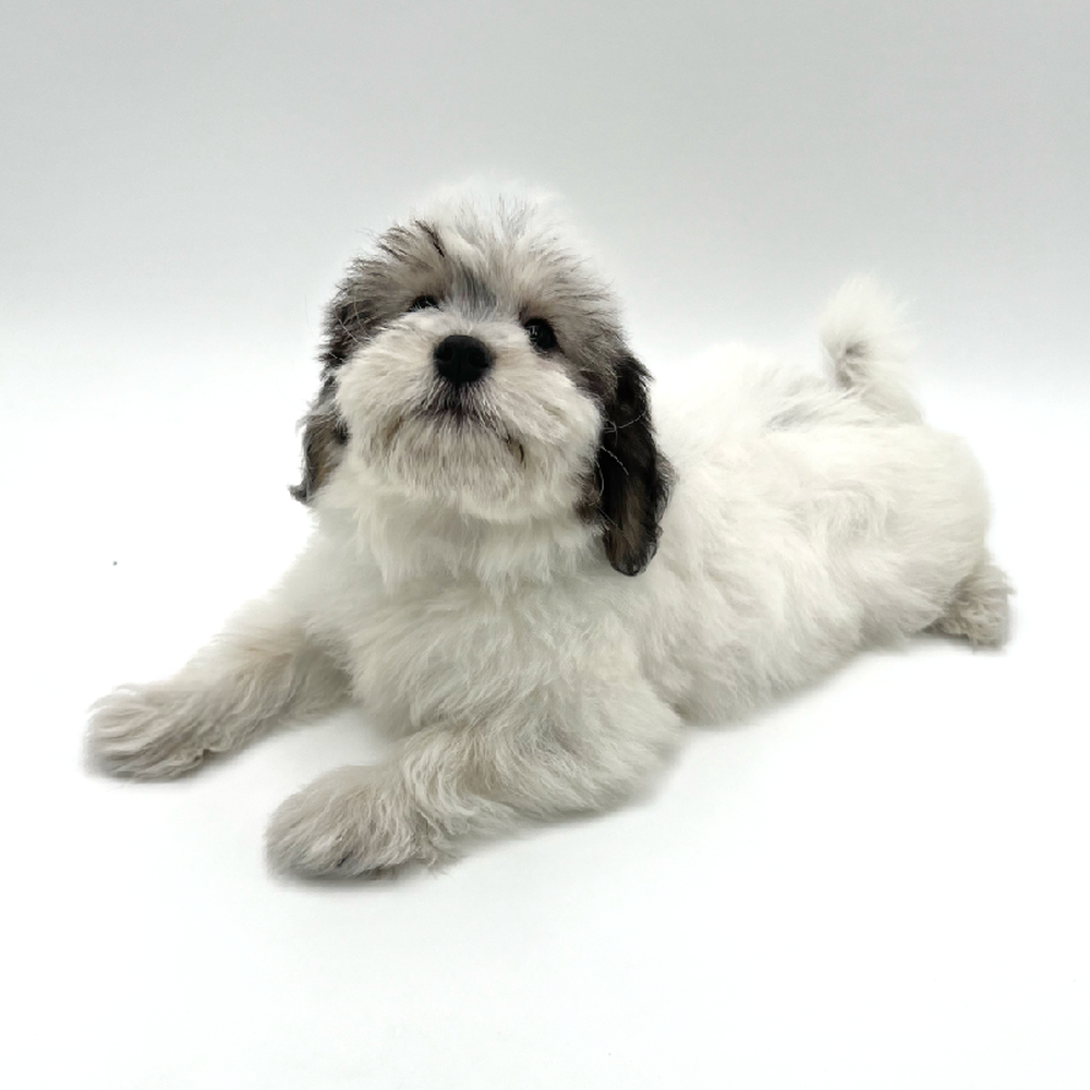 Male Coton De Tulear Puppy for Sale in San Antonio, TX