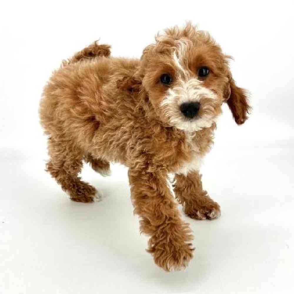 Male Cavapoo Puppy for Sale in Tolleson, AZ