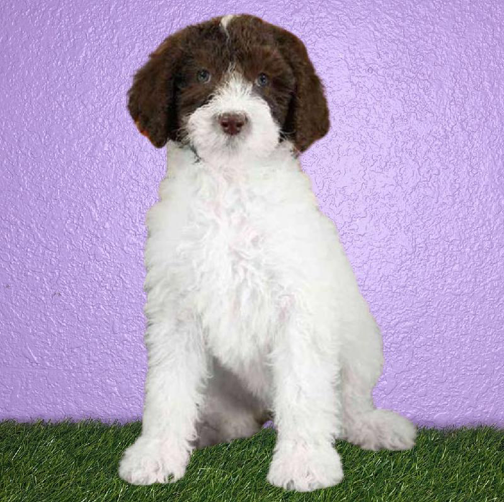 Female Sheepadoodle Puppy for sale