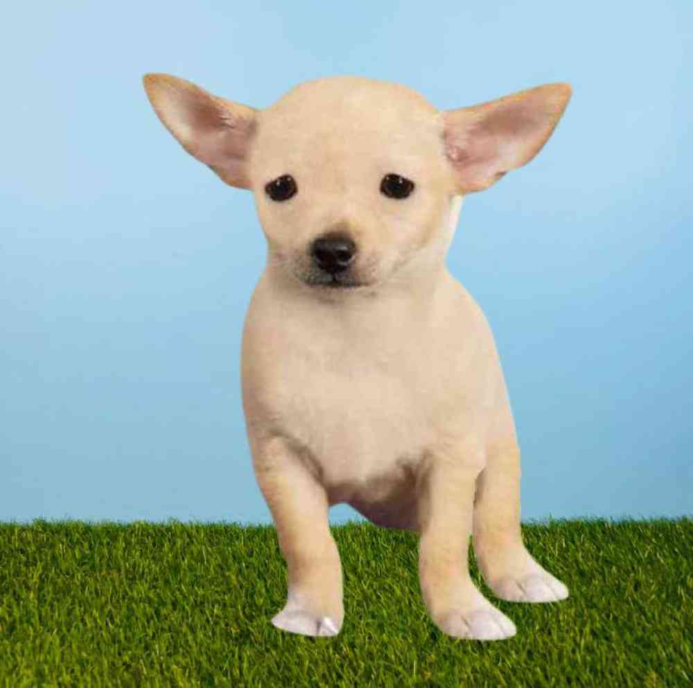 Female Chihuahua Puppy for Sale in Meridian, ID
