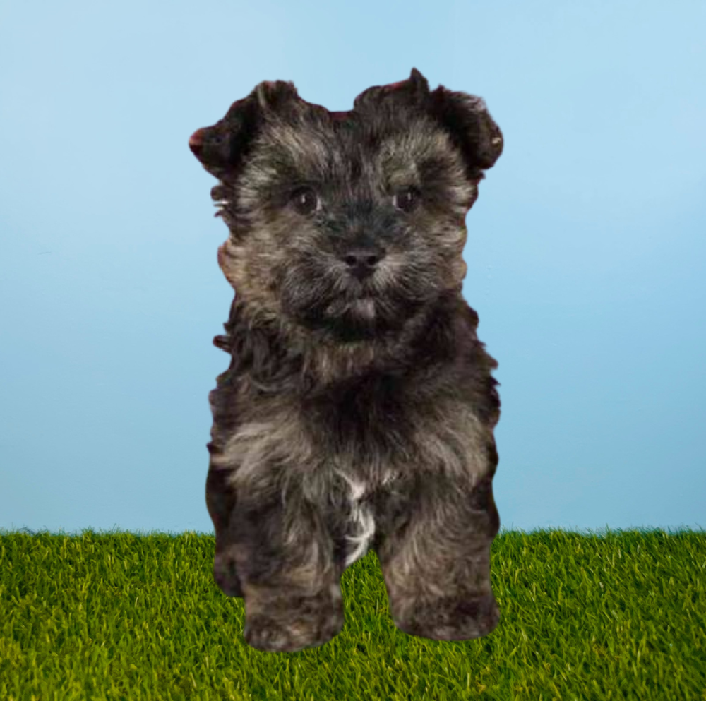 Male Yorkie-Poo Puppy for Sale in Puyallup, WA