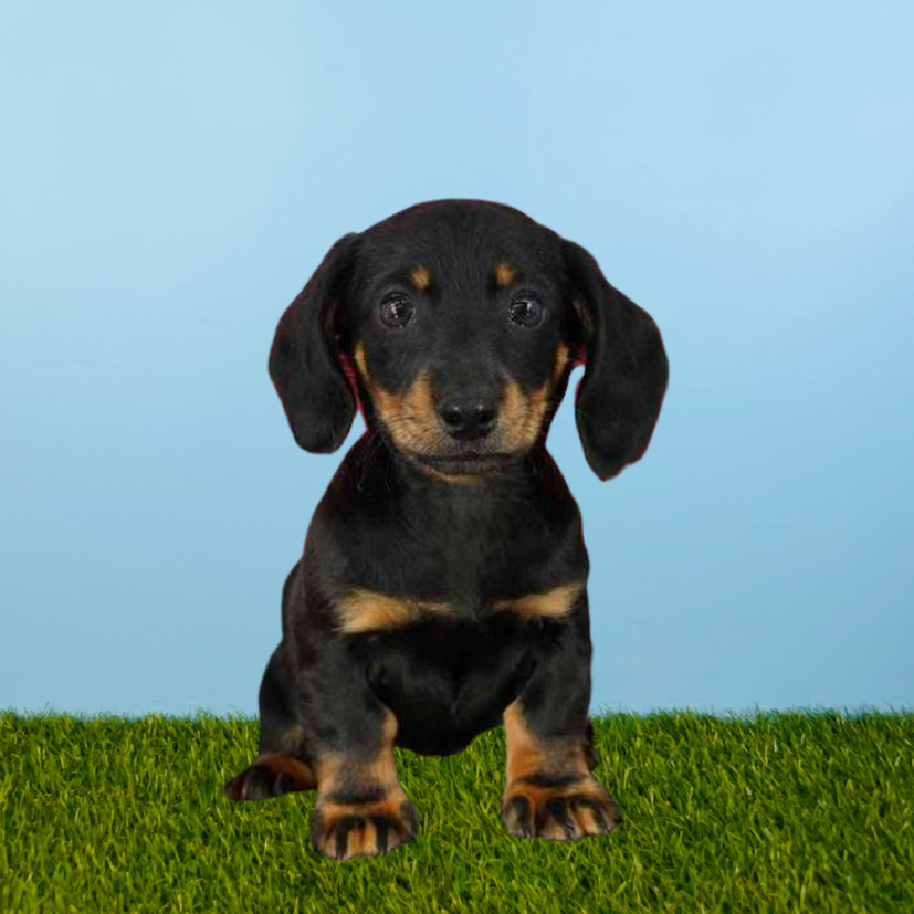 Male Dachshund Puppy for Sale in Pasadena, TX