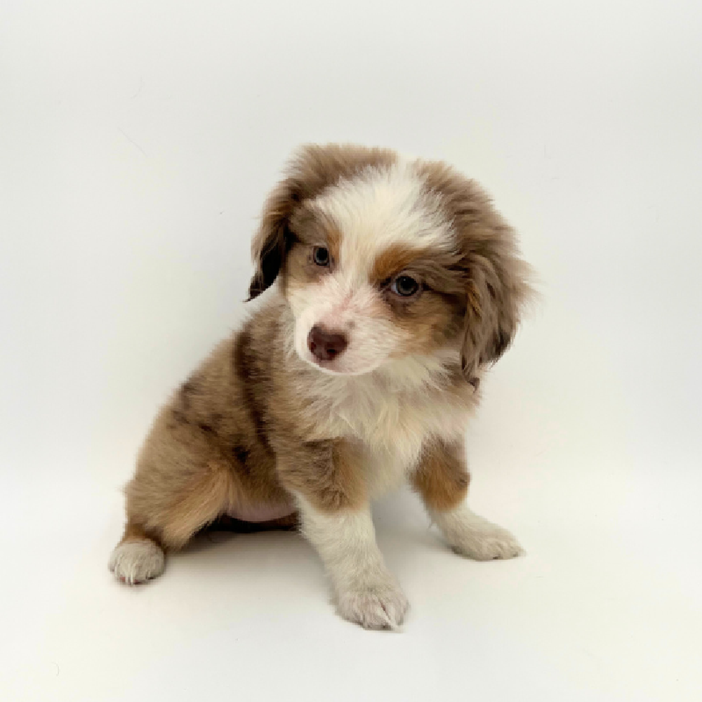 Female Mini Australian Shepherd Puppy for Sale in Marietta, GA