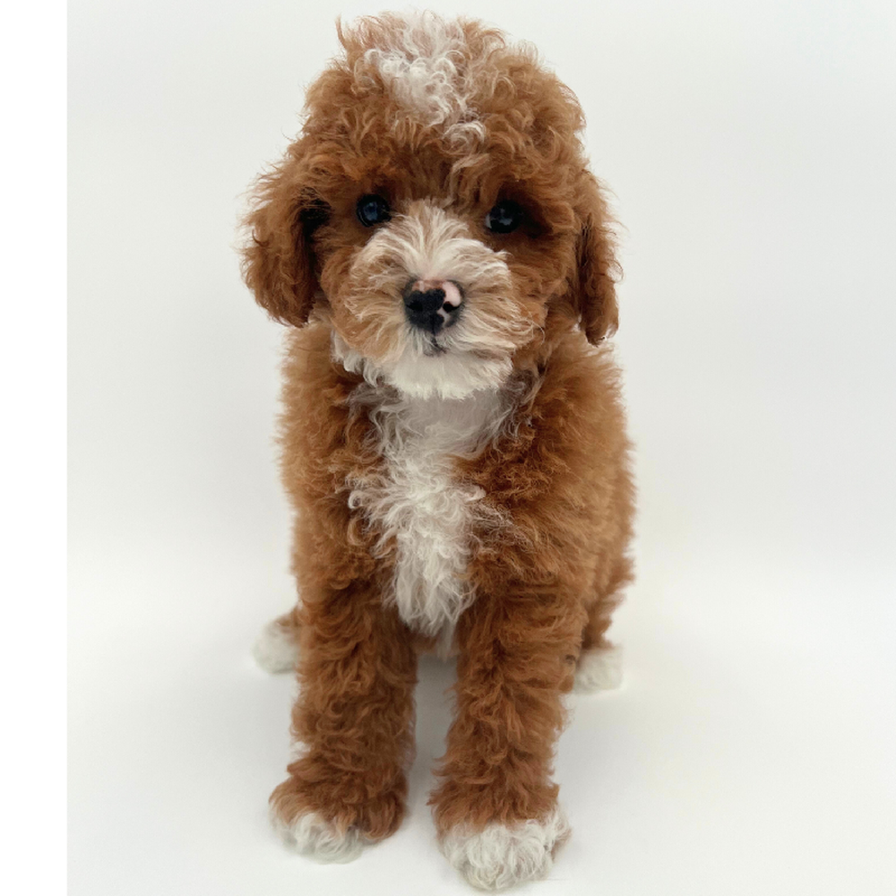 Male Poodle Puppy for Sale in Marietta, GA