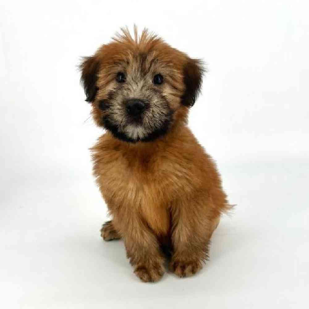 Female Soft Coated Wheaten Terrier Puppy for Sale in Tolleson, AZ