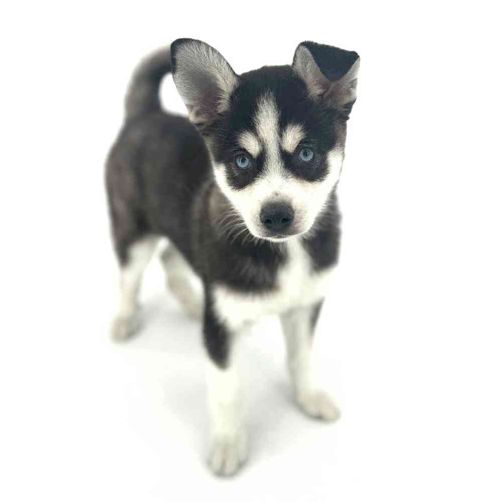Female Alaskan Klee Kai Puppy for Sale in Puyallup, WA