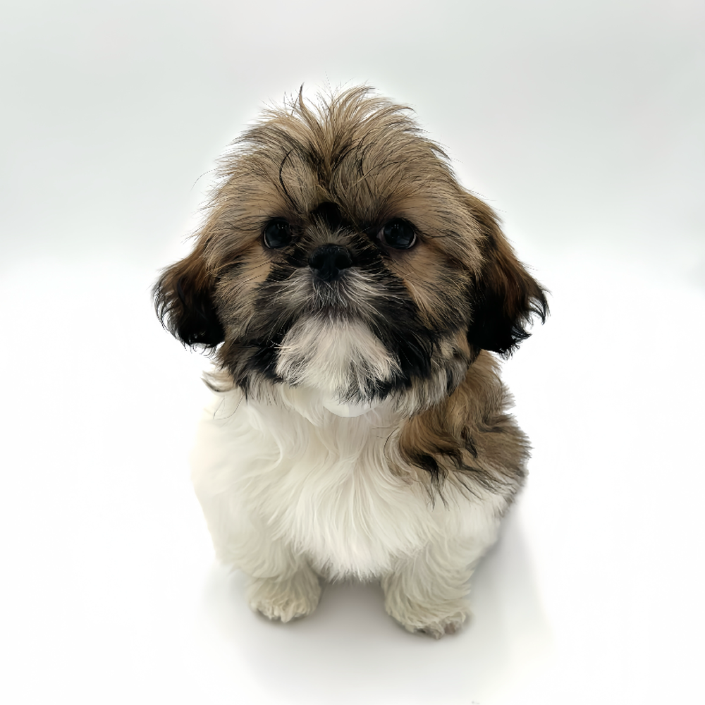 Male Shih Tzu Puppy for Sale in San Antonio, TX