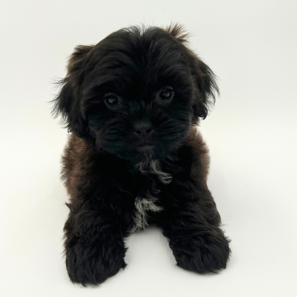 Male Shizapoo Puppy for Sale in Marietta, GA