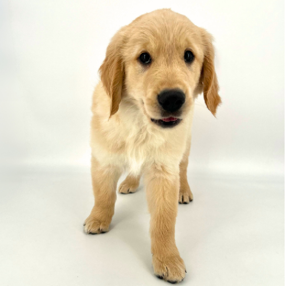 Male Golden Retriever Puppy for Sale in Tolleson, AZ