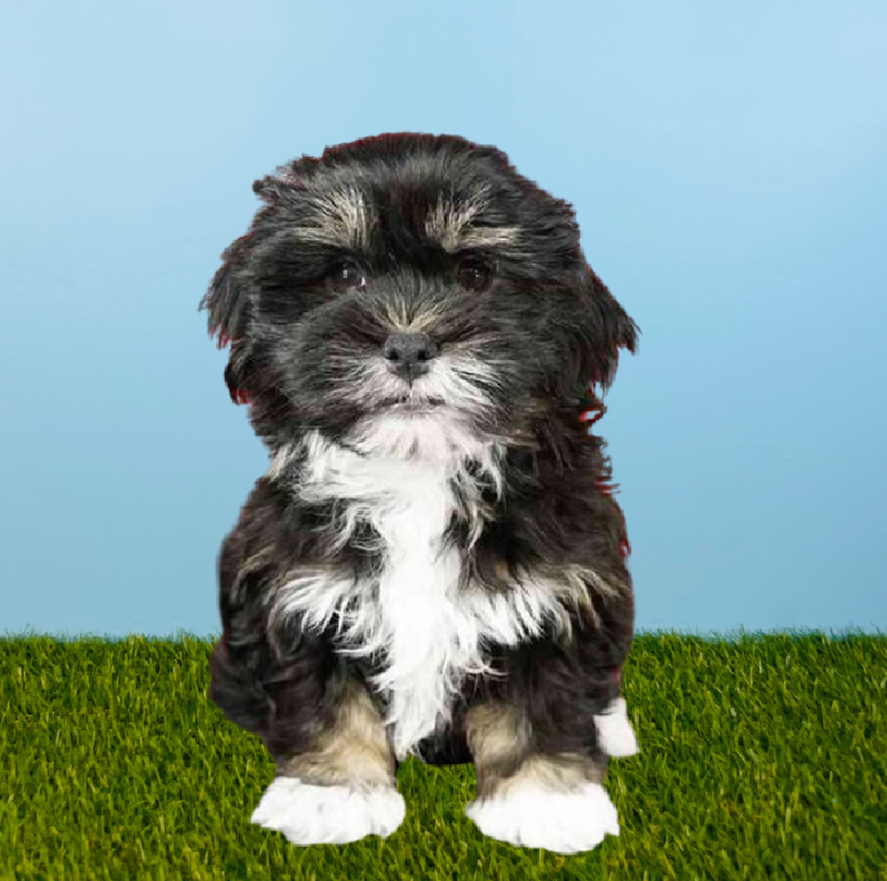 Male Havanese Puppy for Sale in Pasadena, TX