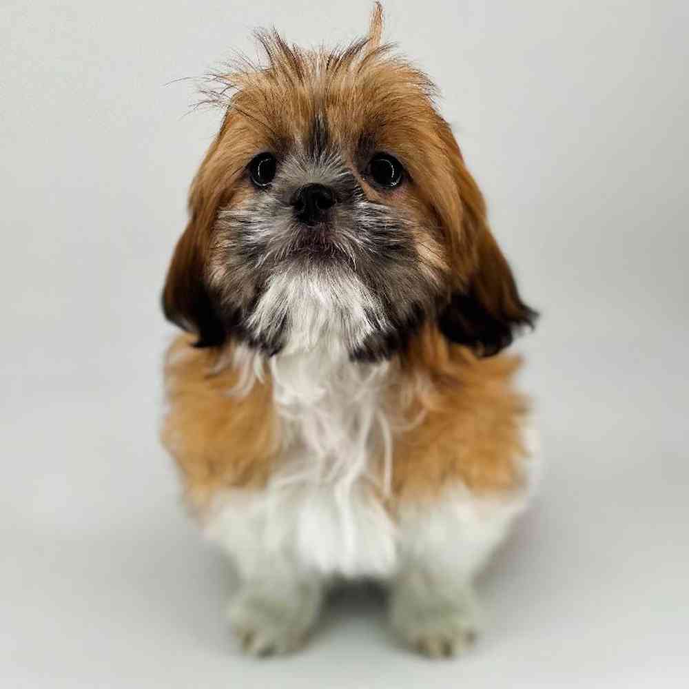 Male Pekachu Puppy for Sale in Meridian, ID
