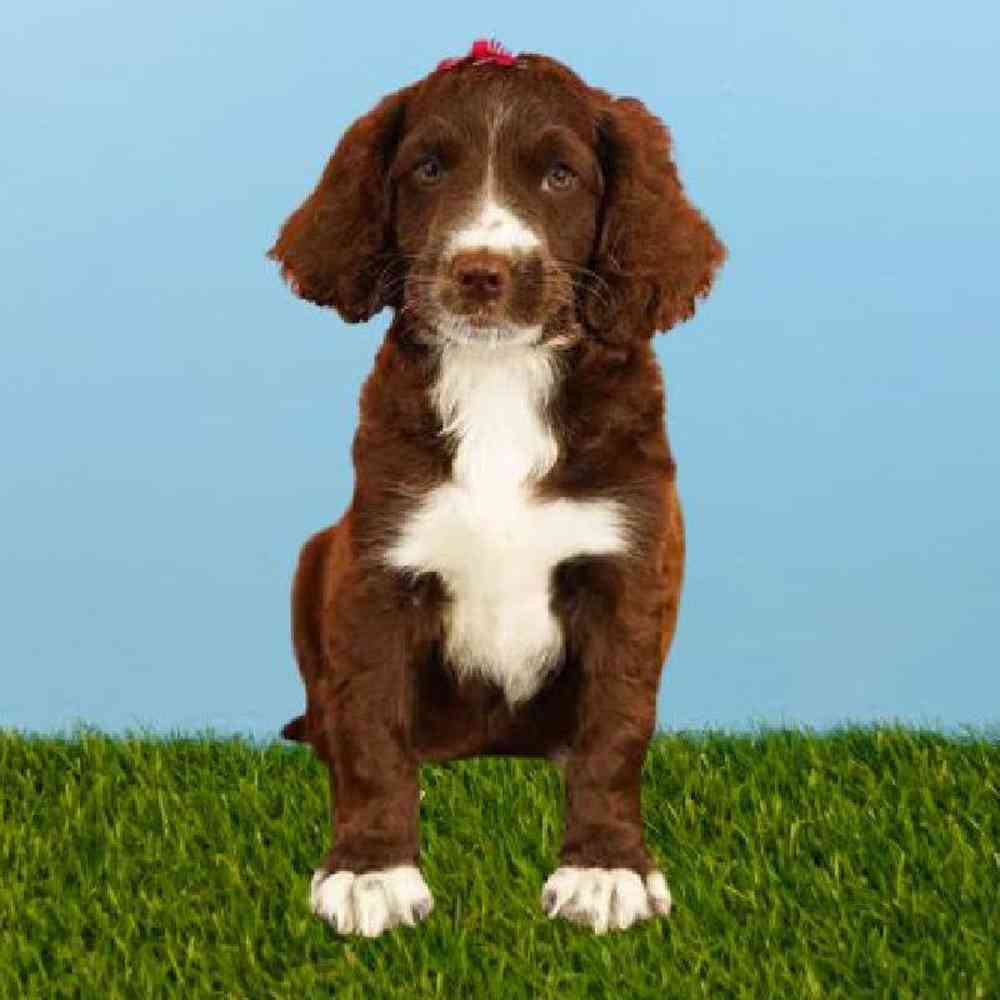 Female Mini Springer-Poo Puppy for sale
