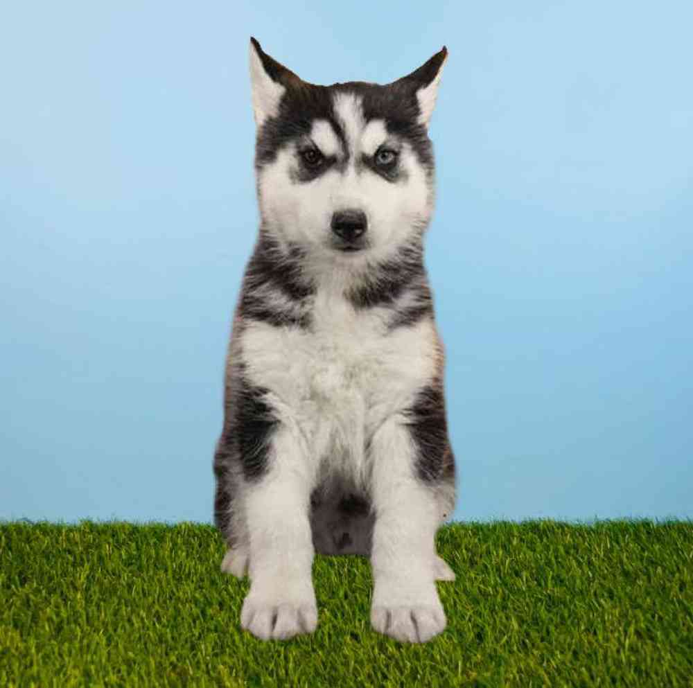 Male Siberian Husky Puppy for Sale in Meridian, ID
