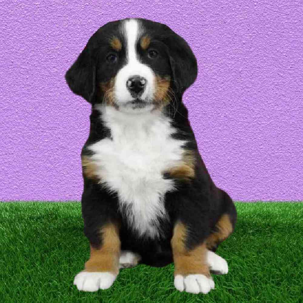 Female Bernese Mountain Dog Puppy for Sale in Puyallup, WA