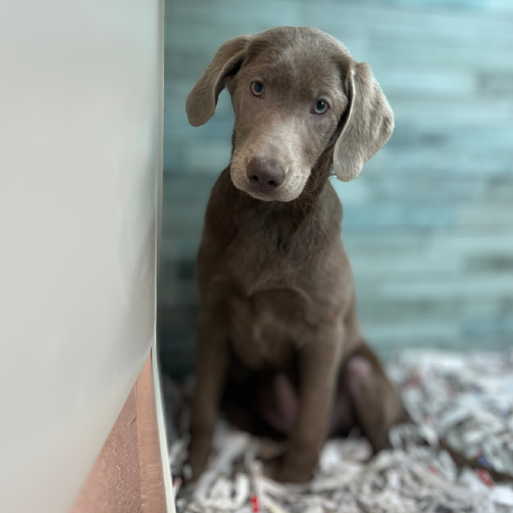 Female Labrador Retriever Puppy for Sale in San Antonio, TX