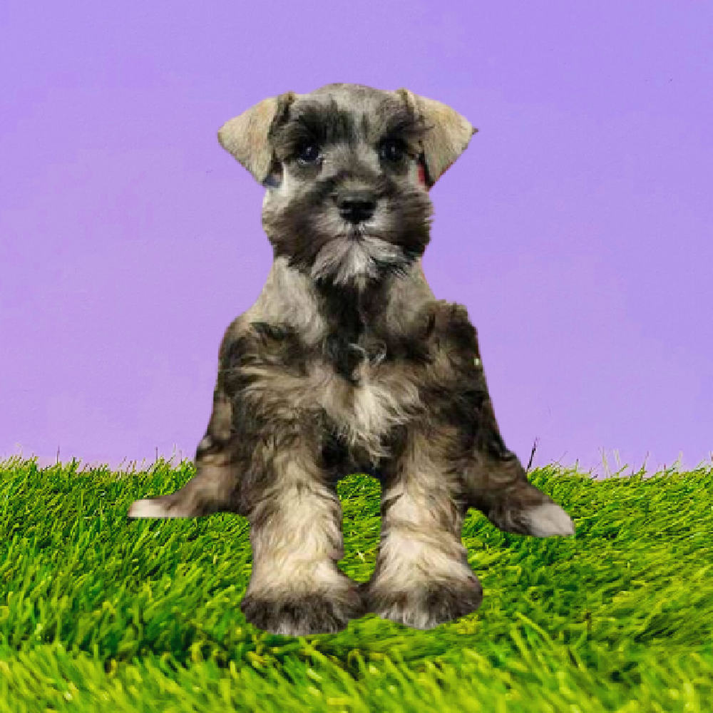 Female Mini Schnauzer Puppy for Sale in Marietta, GA