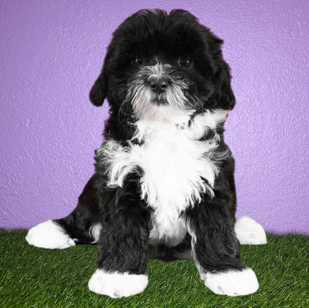 Female Shizapoo Puppy for Sale in New Braunfels, TX