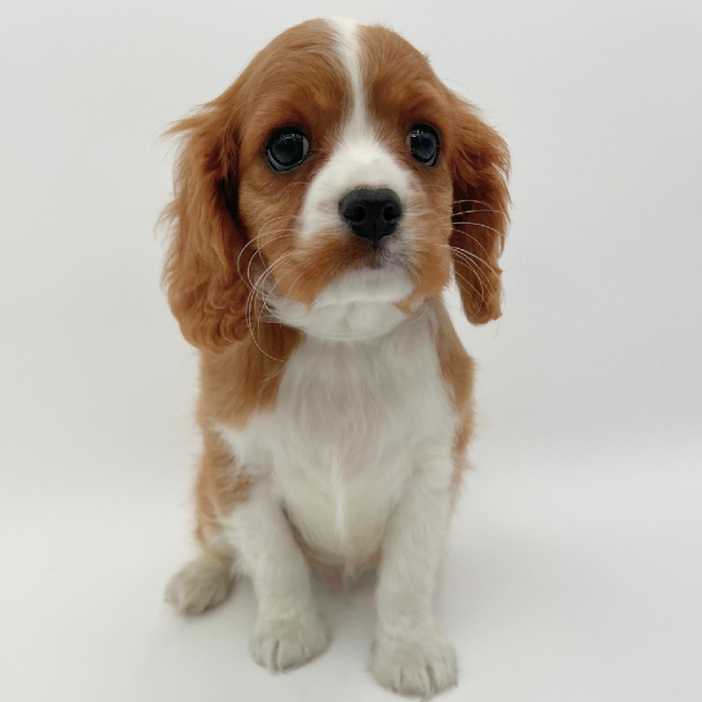 Male Cavalier King Charles Spaniel Puppy for Sale in Marietta, GA