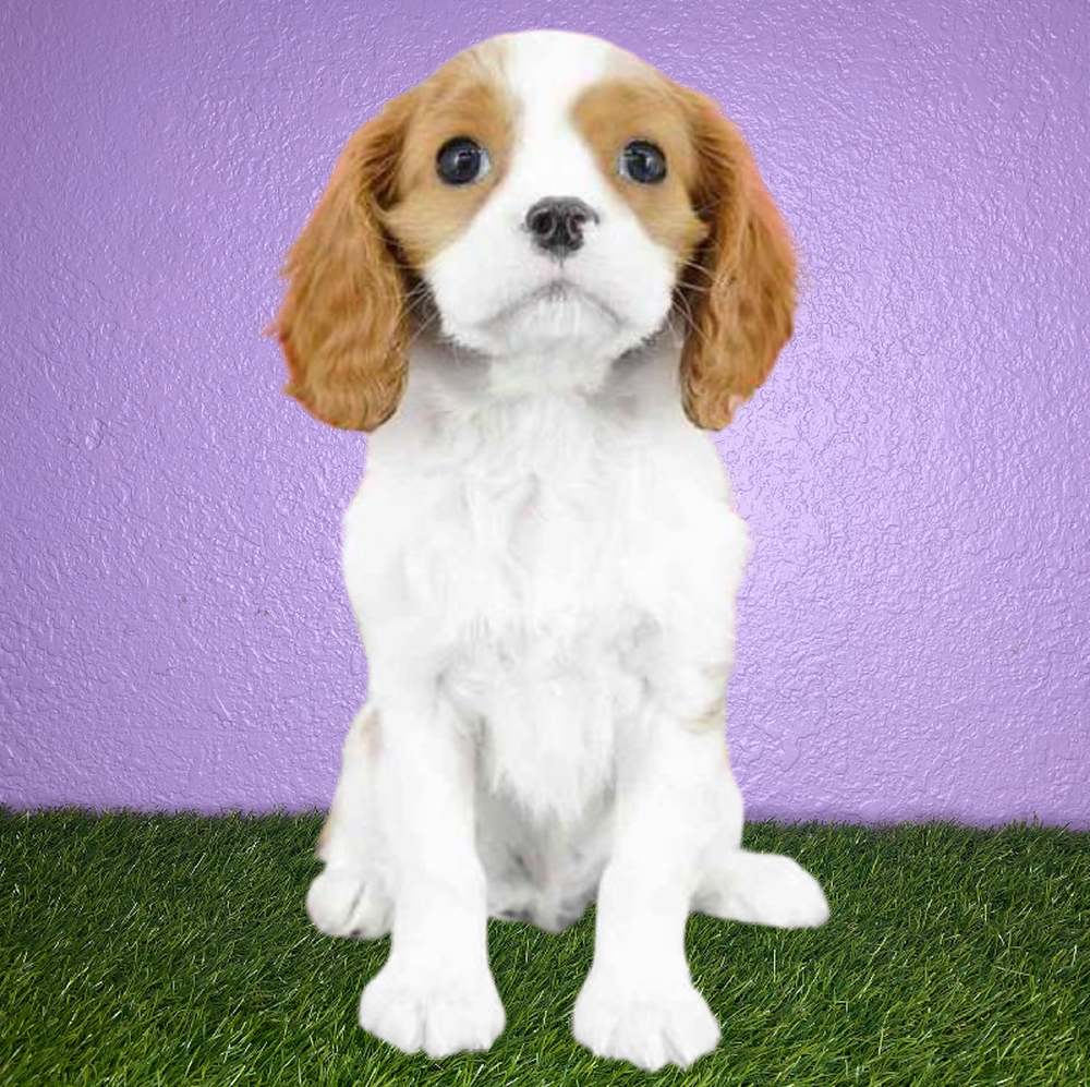 Male Cavalier King Charles Spaniel Puppy for Sale in New Braunfels, TX