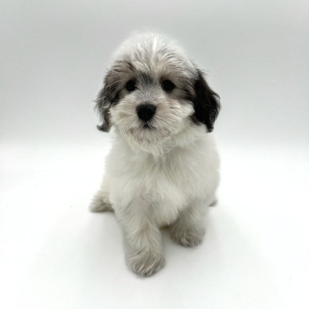 Male Coton De Tulear Puppy for Sale in San Antonio, TX