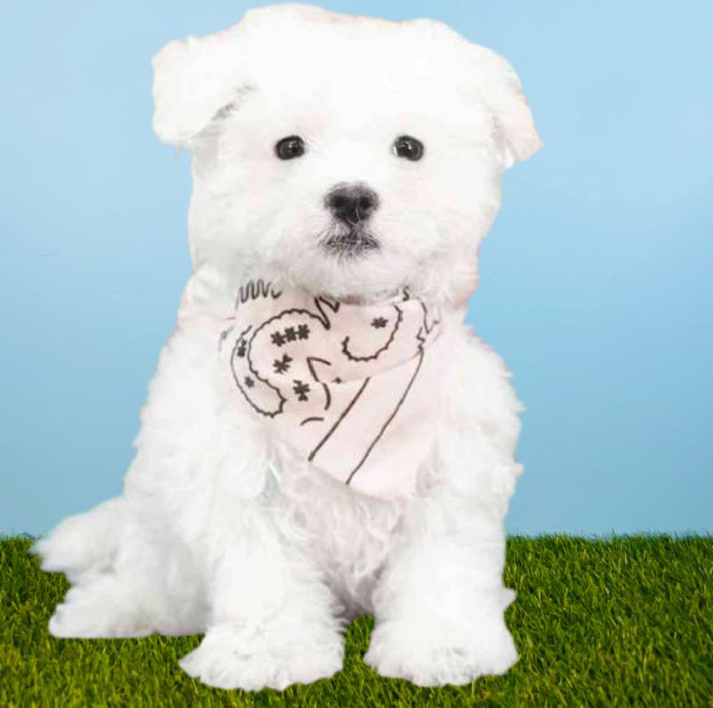 Male Maltese Puppy for sale