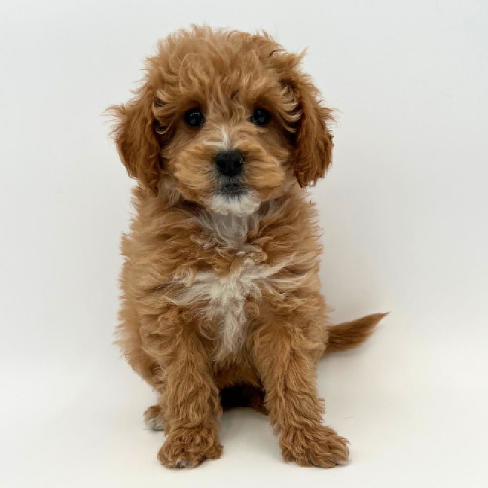 Female 2nd Gen Mini Whoodle Puppy for Sale in Marietta, GA