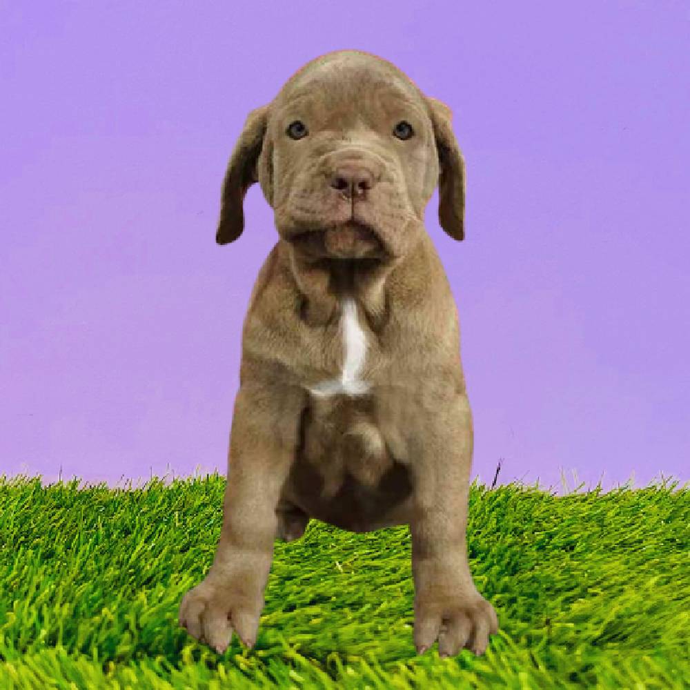 Female Neopolitan Mastiff Puppy for Sale in Marietta, GA