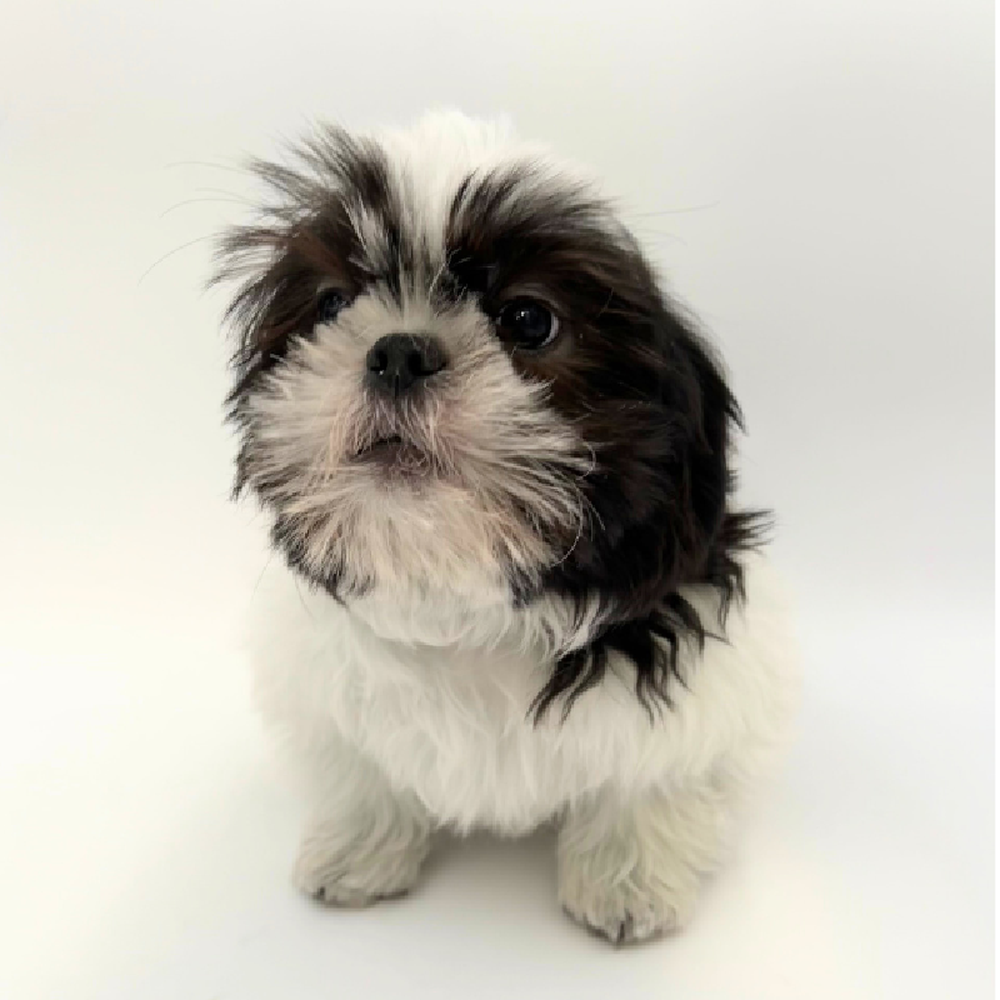 Male Teddy Bear Puppy for Sale in Marietta, GA