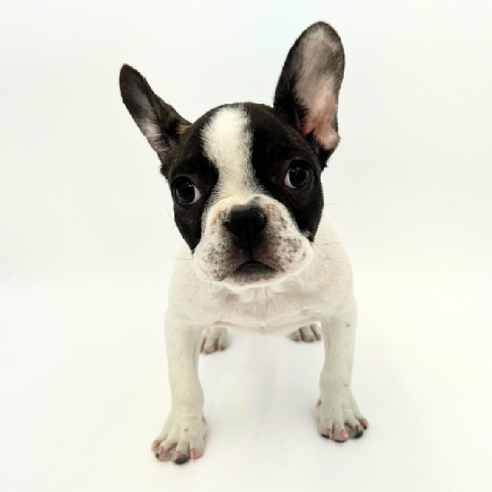 Female French Bulldog Puppy for Sale in Marietta, GA