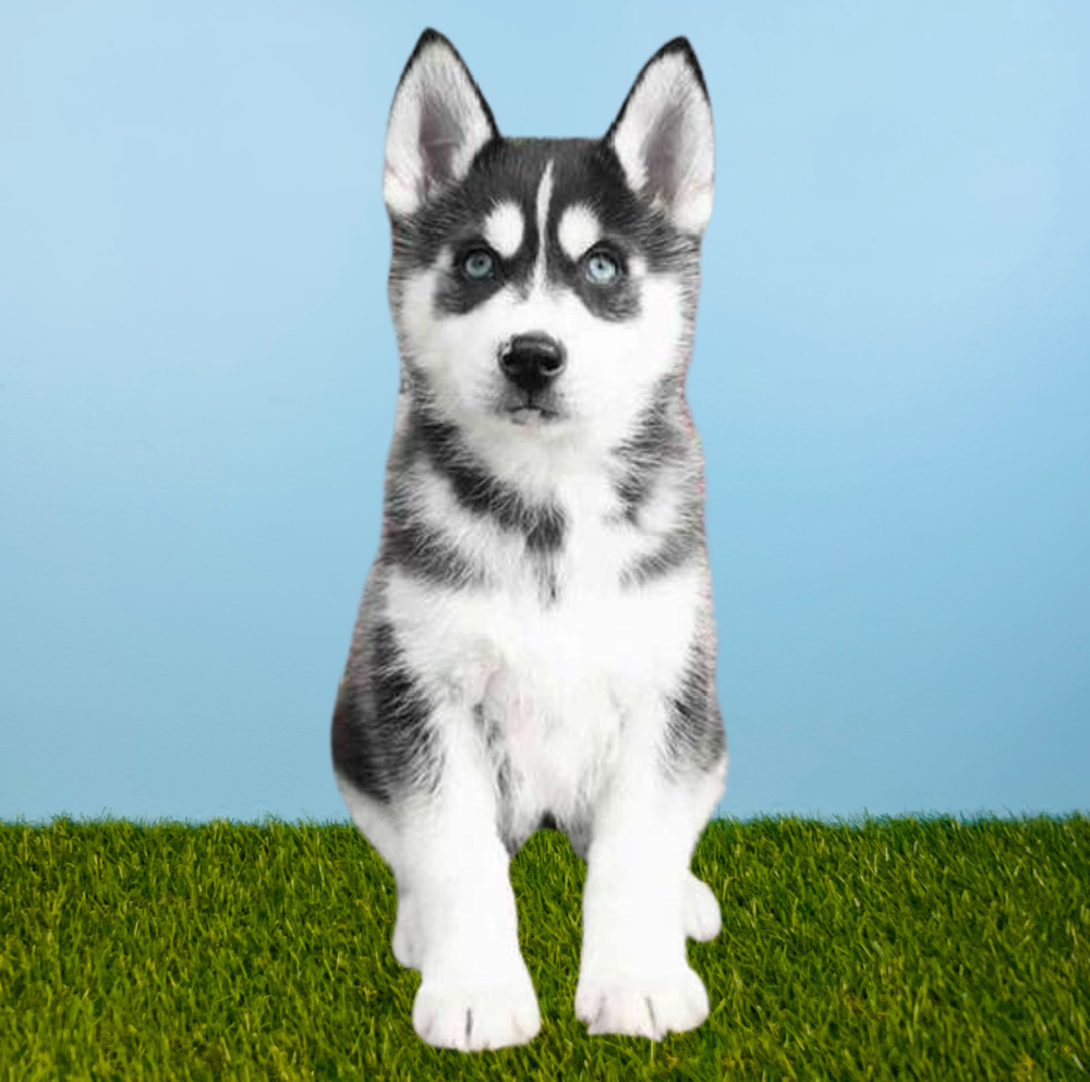 Male Siberian Husky Puppy for Sale in Tolleson, AZ