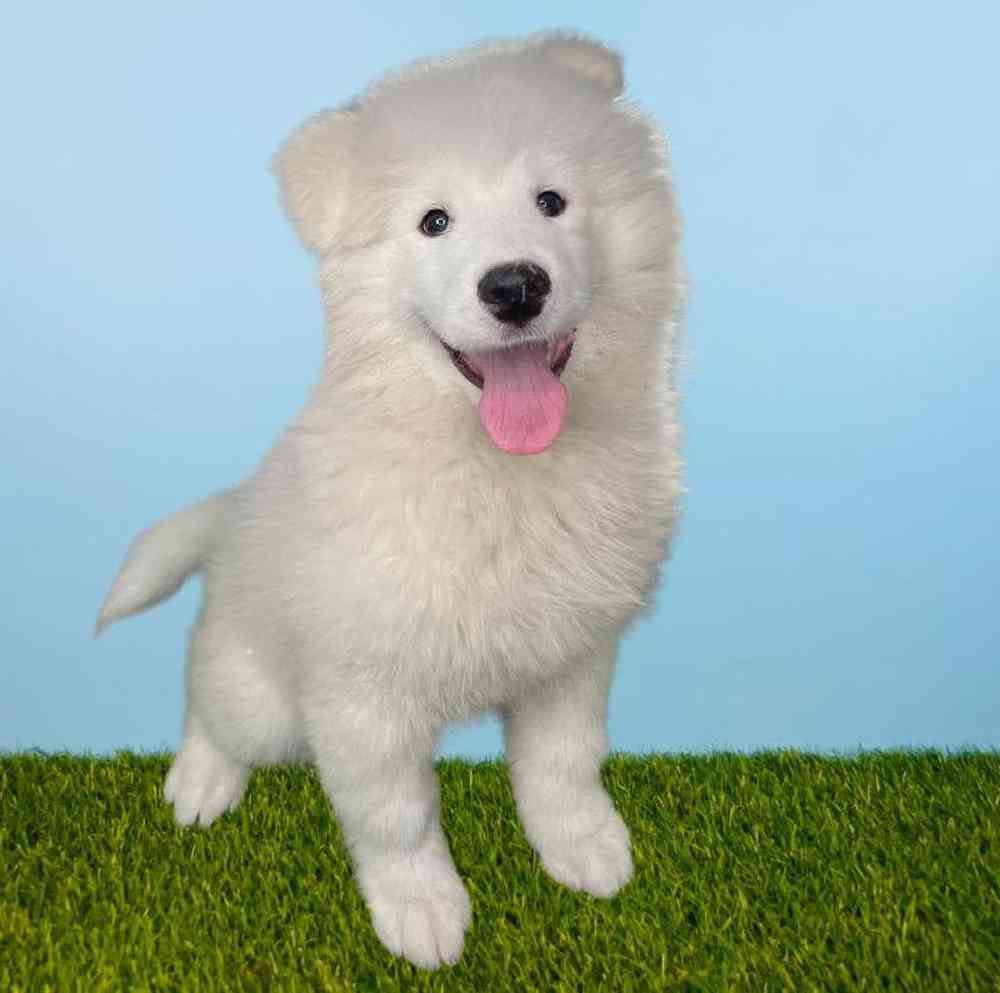 Male Samoyed Puppy for Sale in Meridian, ID